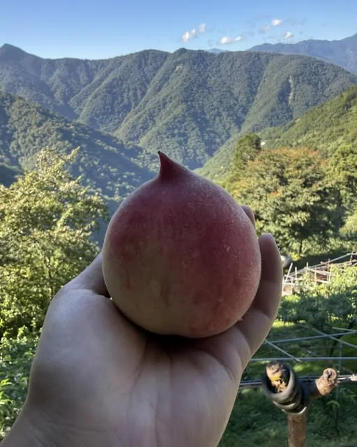 拉拉山果園裡剛採下的水蜜桃，背景是層層山稜