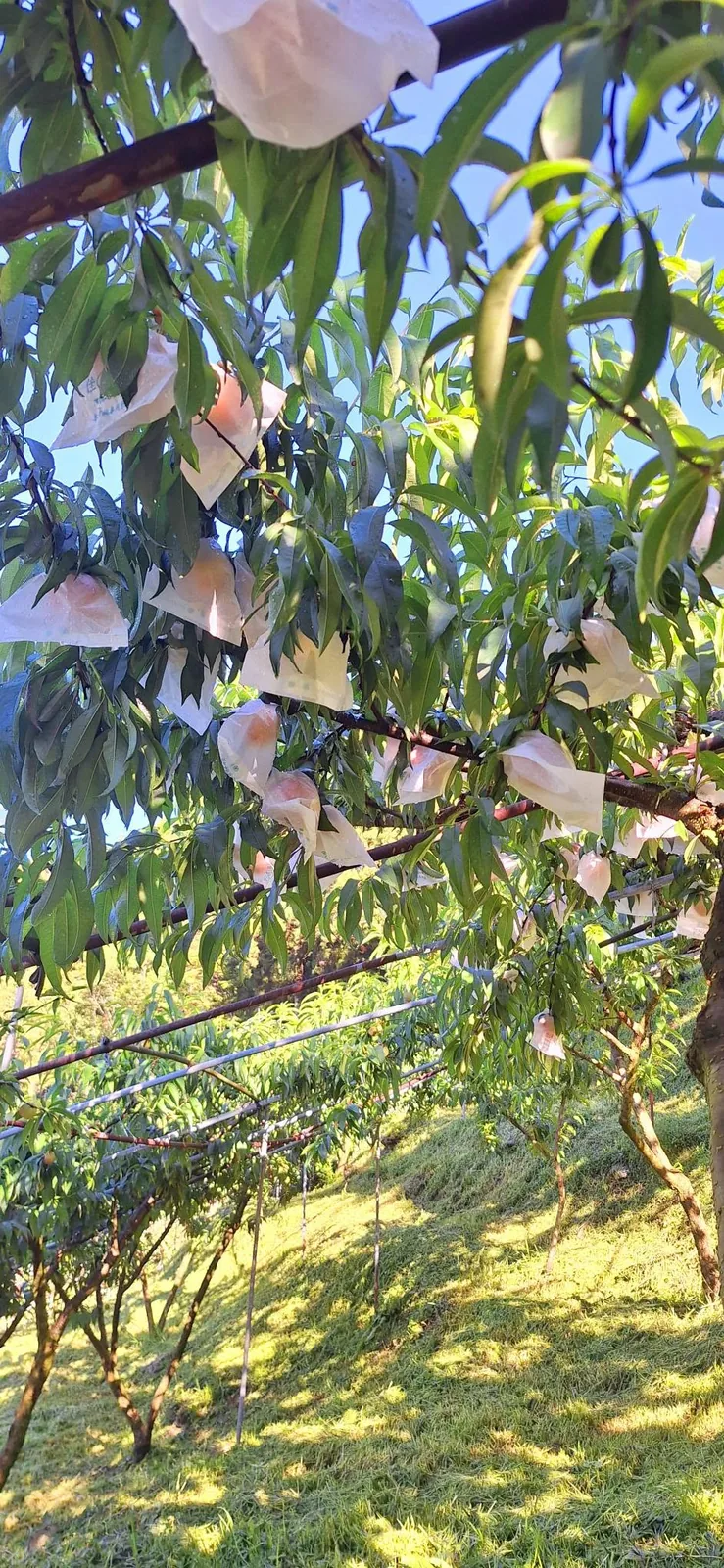 森境果園整排水蜜桃樹，每一顆果實都套上紙袋