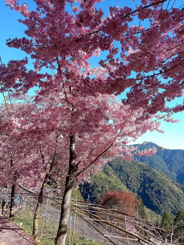 森境果園裡的櫻花樹，後方是還沒長葉的水蜜桃棚架