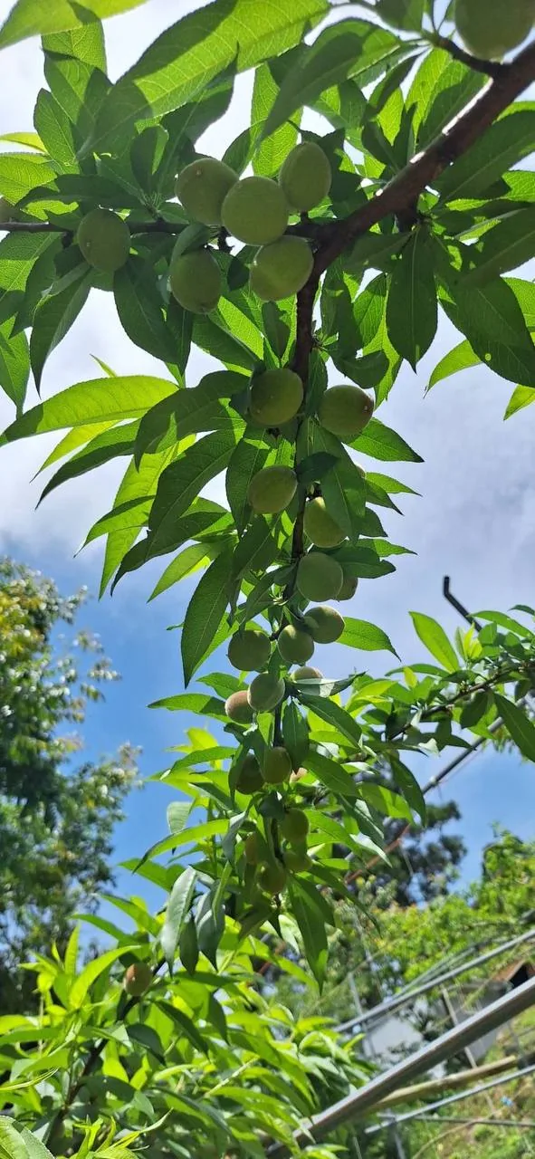拉拉山高山果園的水蜜桃樹，枝葉間看得到遠方山稜